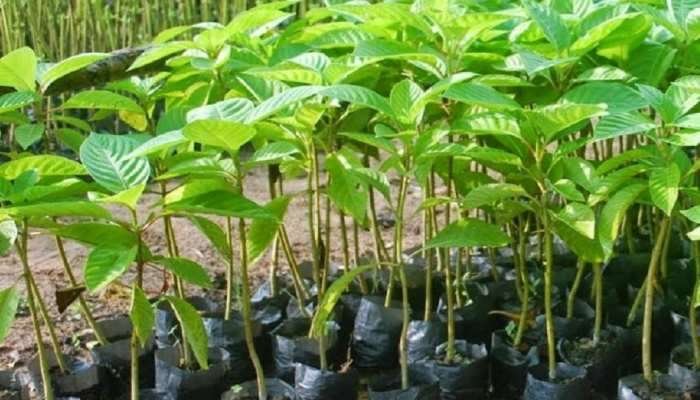 इंदौर : प्रदेशव्यापी पौधरोपण महाअभियान 28 जुलाई से 15 अगस्त तक