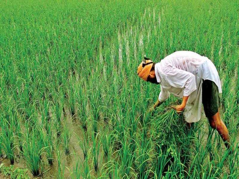 किसानों को तगड़ा झटका : गेहूं खरीदी से पहले ग्रेडिंग मशीन से होगी क्वालिटी चेक, चार्ज भी लगेगा