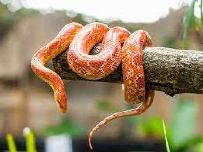 विचित्र मामला : प्राइवेट पार्ट के पास पैंट में कुछ थेलो छुपा रखे थे दुर्लभ जीव, 52 सांप ओर छिपकली पुलिस ने किया बरामद, तस्कर गिरफ्तार