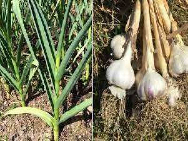 Kheti Tips : लहसुन के खेती में अपनाये ये तकनीक, अच्छी फसल के साथ होगा दमदार मुनाफा
