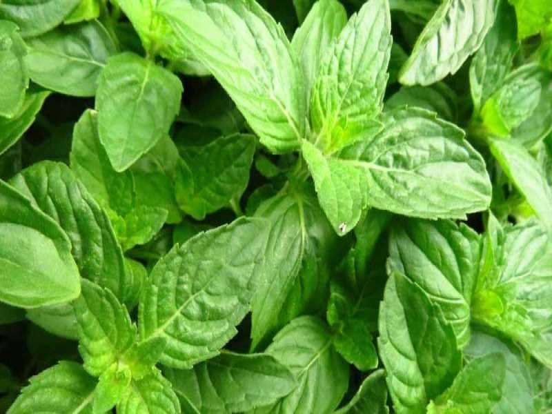Health Tips: कोलेस्ट्रॉल कम करने के लिए ऐसे करें तुलसी के पत्तों का सेवन, मिलेगा फायदा