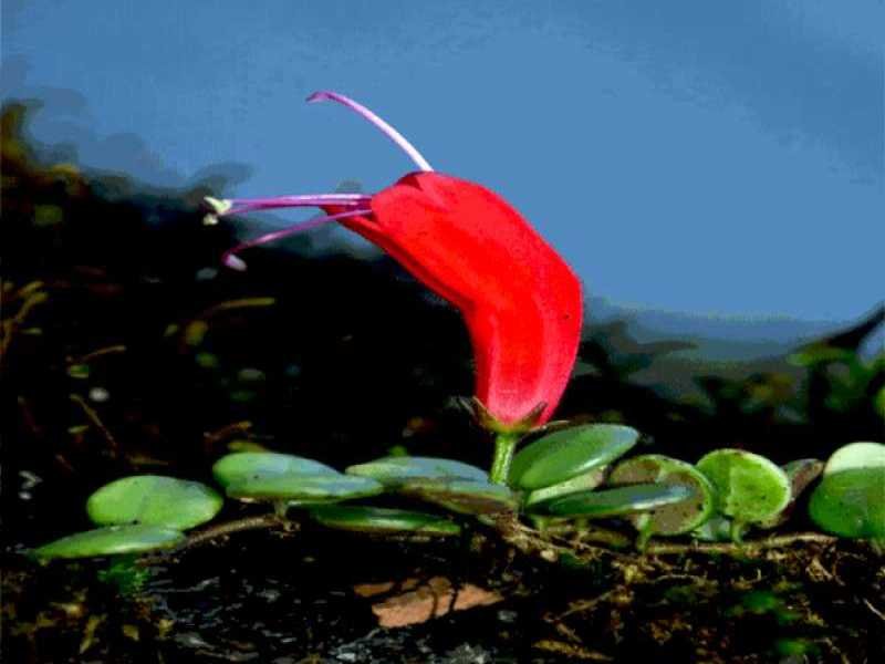 OMG! लिपस्टिक का पौधा खोजा गया, 100 साल बाद हुआ ऐसा...
