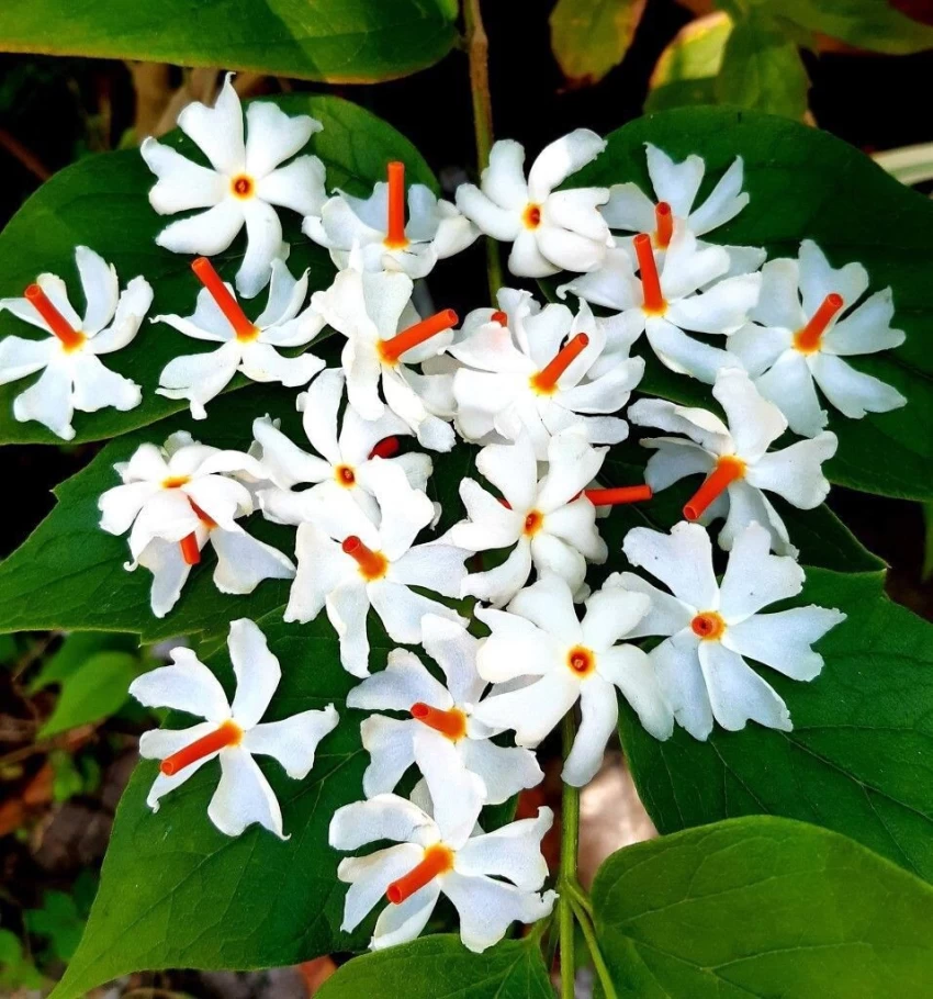 Dream Meaning : सपने में हरसिंगार का फूल देखना शुभ या अशुभ, जानिए क्या देता है संकेत