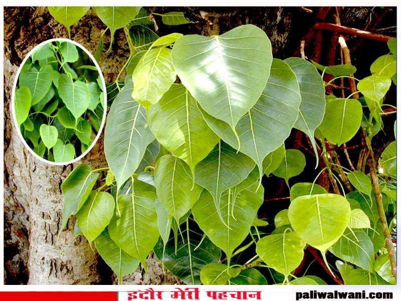 Ghar mein Uge Peepal ka Kya kare : पीपल घर में उग आए तो इसे काटना चाहिए या नहीं?