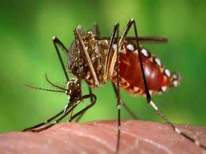 जयपुर में रिकॉर्ड तोड़ रहा डेंगू, 8 माह में अगस्त में सबसे ज्यादा (110) केस