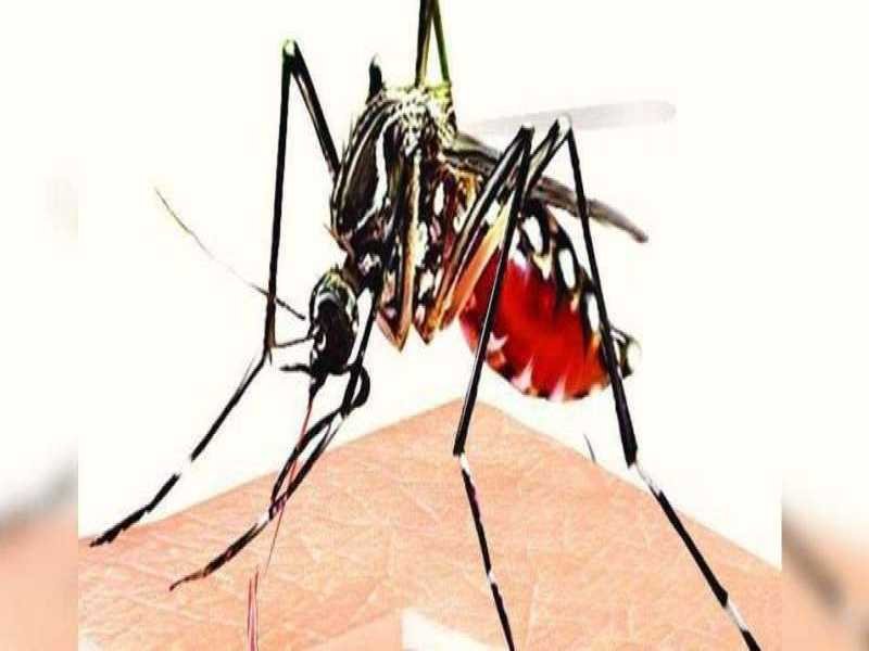 इंदौर में डेंगू का बढ़ा प्रकोप : इंदौर में मिले 17 नए मरीज, चिंता में स्वास्थ्य विभाग