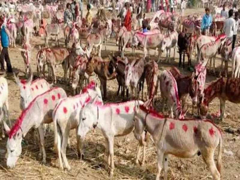 चित्रकूट के गधा मेले में शाहरुख़ और सलमान बिके 10 और 7 लाख रुपये में