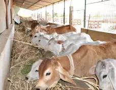 गौशालाओं के संचालन के लिए दिशा-निर्देश जारी