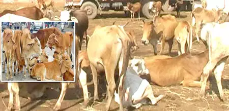 गौशाला में छोड़े जाएंगे पकड़े गए मवेशी-भगवतीलाल पालीवाल